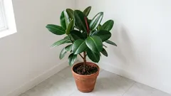 Ficus elastica in casa: guida pratica a luce, acqua e rinvaso per foglie lucide