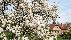 Come coltivare la magnolia in giardino: varietà, terreno e cure che funzionano in Italia